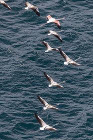 0 10 2020, Saint-Tropez (FRA,83), Les Voiles de Saint-Tropez  2020, Les Voiles Super Series, Race Day1